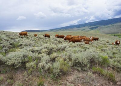 Grazing in the proposed Flat Top Wildlife Conservation Area.