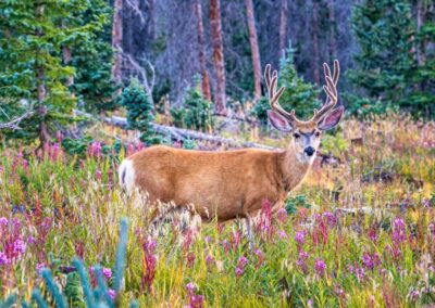 Mule deer in the Gunnison Basin. Photo Credit: Brett Henderson